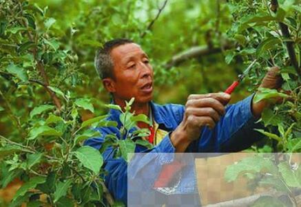 延安市阿青村 从贫穷到富裕的华丽转身